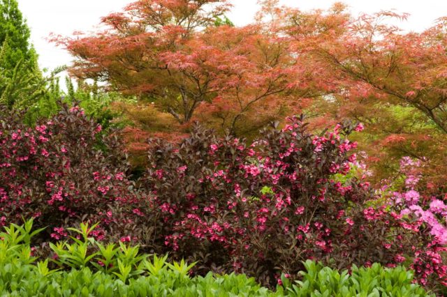 Weigela Red Prince (Red Prince): planting and care