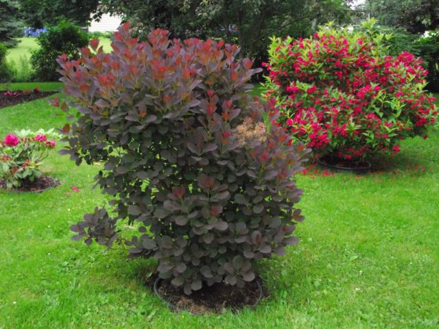 Weigela Red Prince (Red Prince): planting and care