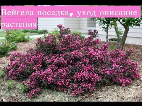 Weigela shrub: planting and care in spring, summer, photo, video