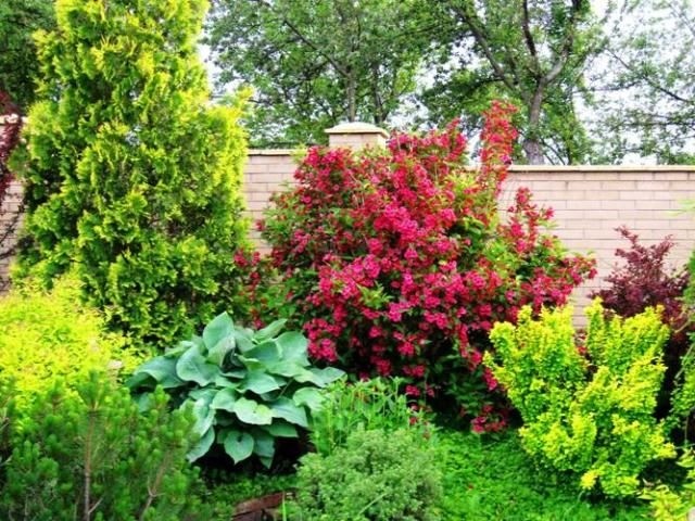 Weigela shrub: planting and care in spring, summer, photo, video