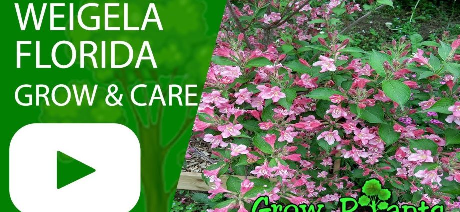 Weigela shrub: planting and care in spring, summer, photo, video