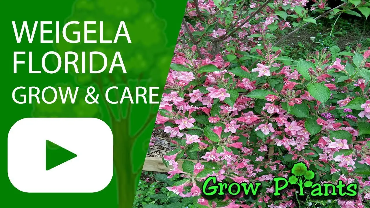 Weigela shrub: planting and care in spring, summer, photo, video