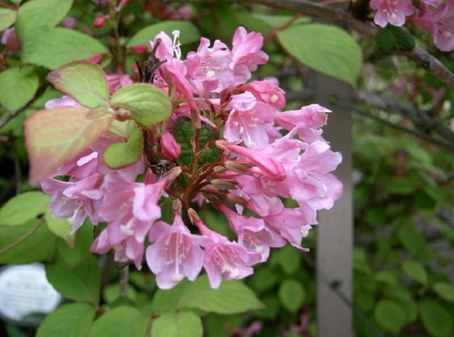 Weigela: winter-hardy varieties for the Moscow region with photos and names, reviews