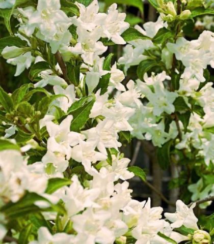 Weigela: winter-hardy varieties for the Moscow region with photos and names, reviews