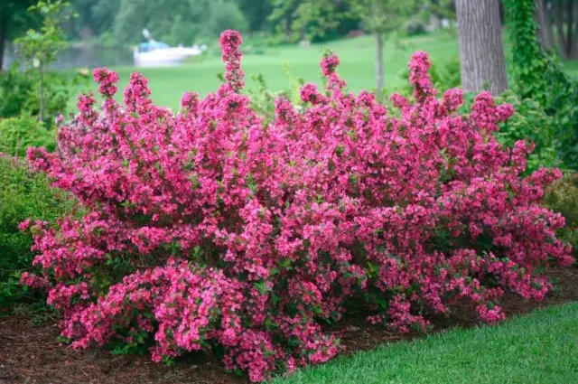 Weigela: winter-hardy varieties for the Moscow region with photos and names, reviews