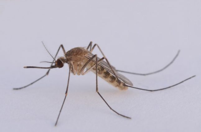 West Nile fever in Spain. What kind of illness is that?