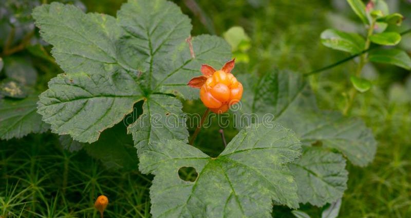 Wet cloudberry