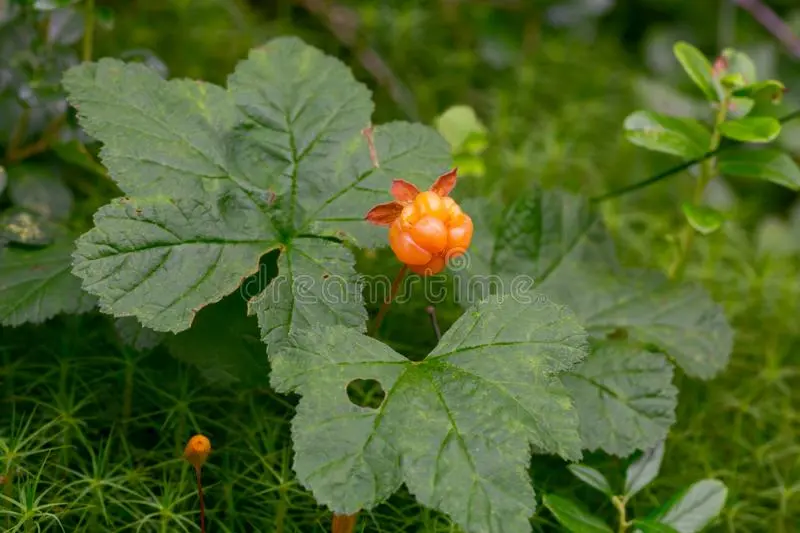 Wet cloudberry