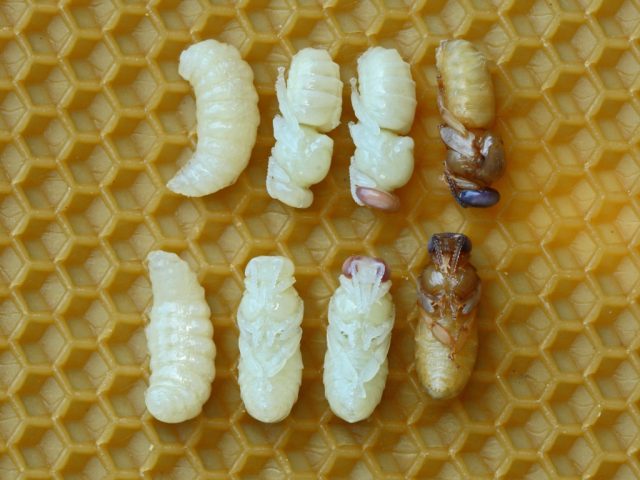 What are bee larvae called?