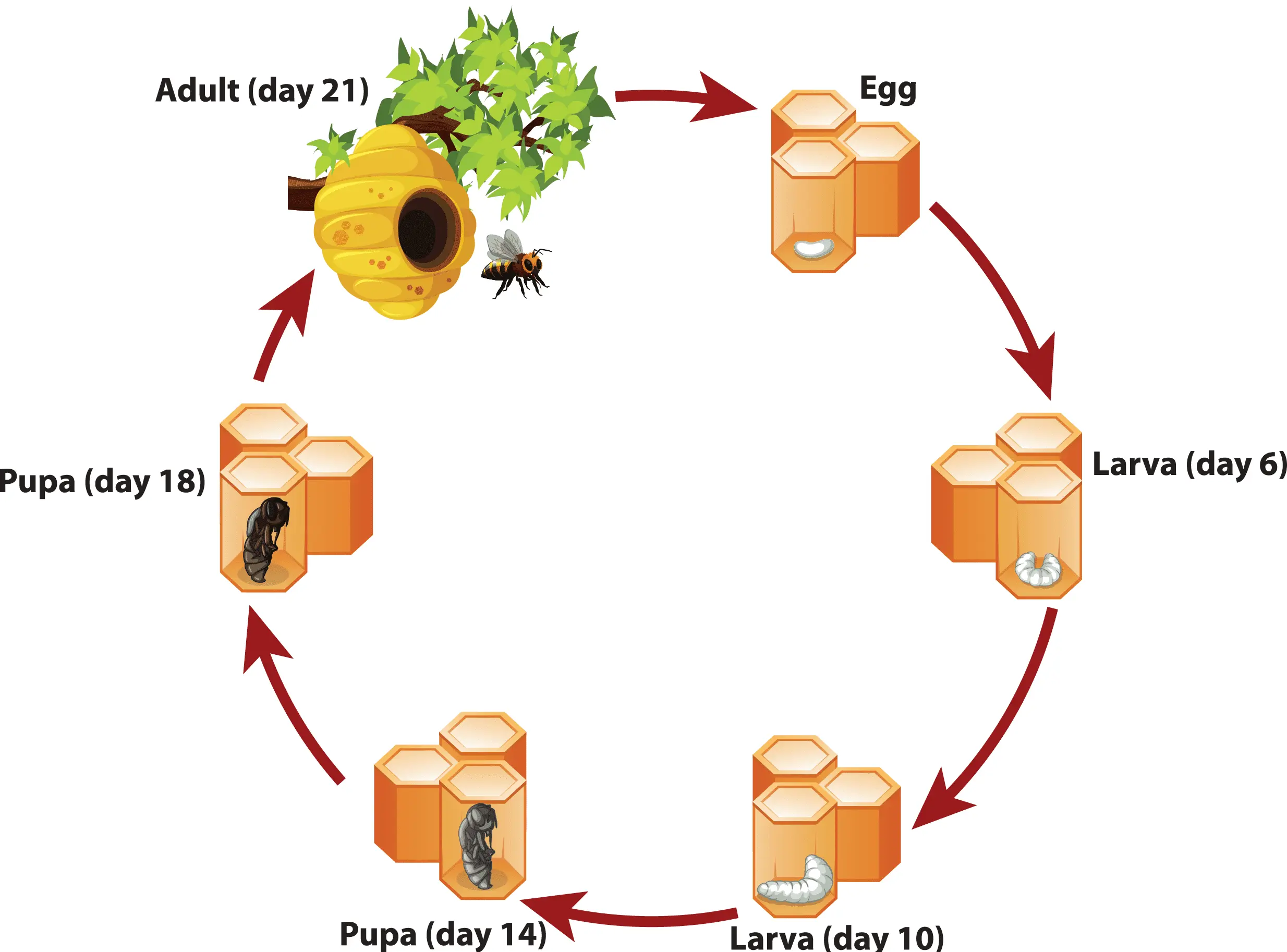 What are bee larvae called?