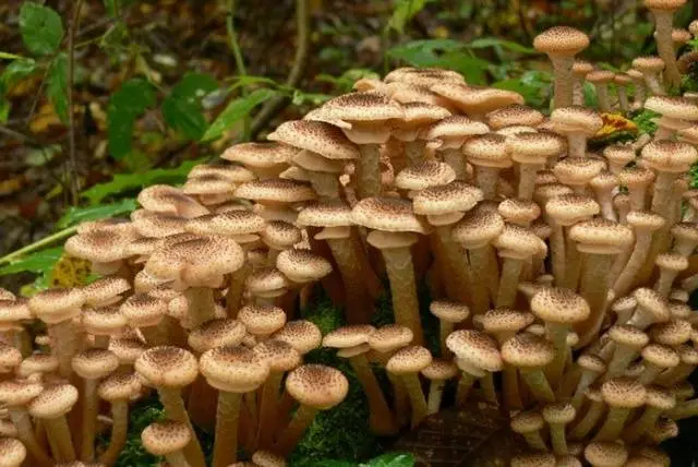 What are honey mushrooms useful for