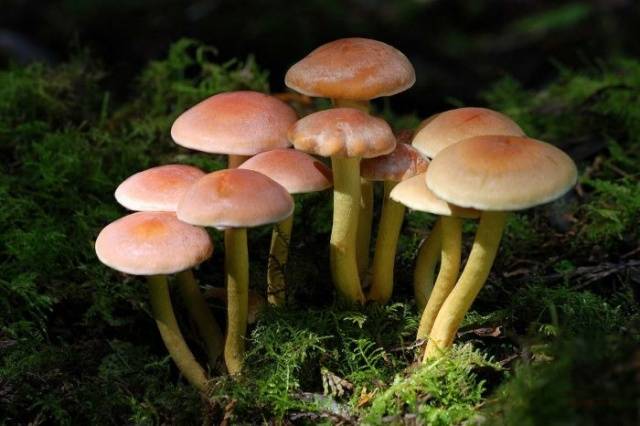 What are honey mushrooms useful for