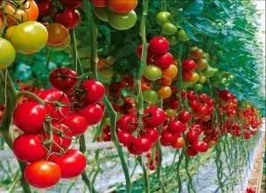 What are indeterminate tomato varieties