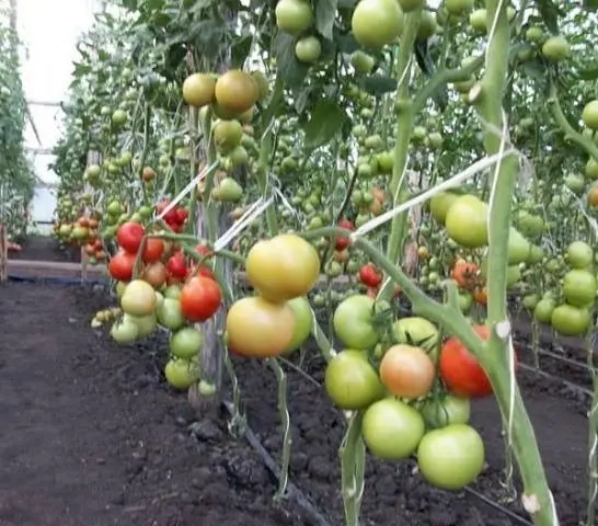 What are indeterminate tomato varieties