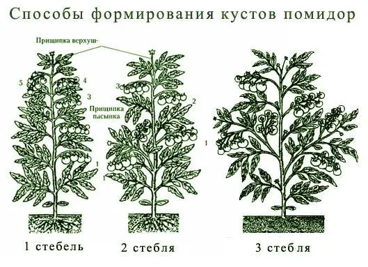 What are indeterminate tomato varieties