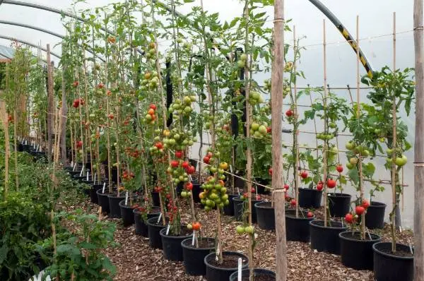 What are indeterminate tomato varieties