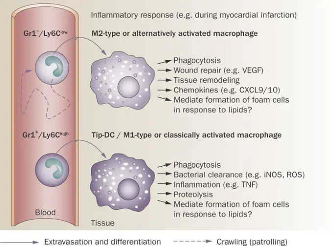 What are lowered monocytes in morphology evidenced?