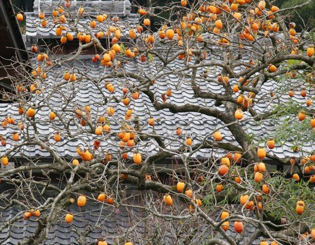 What are persimmons grafted on