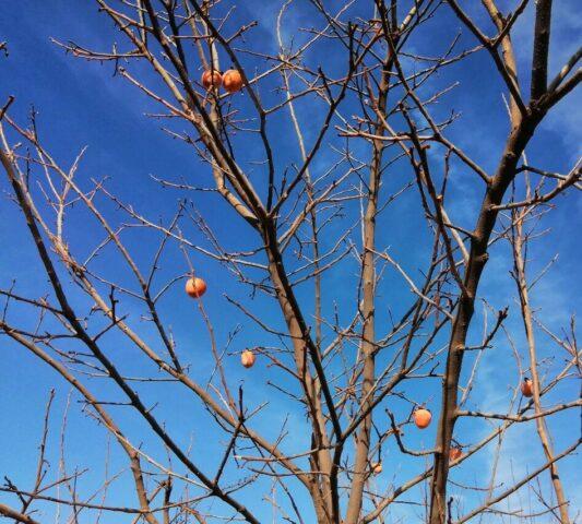 What are persimmons grafted on