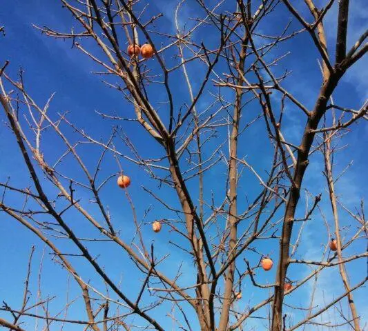 What are persimmons grafted on