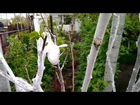 What are persimmons grafted on