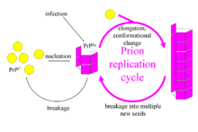 What are prions and what do they trigger?