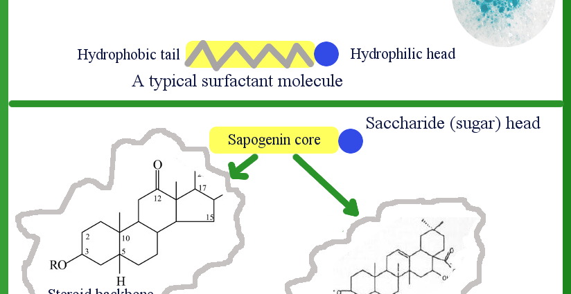 What are saponins?