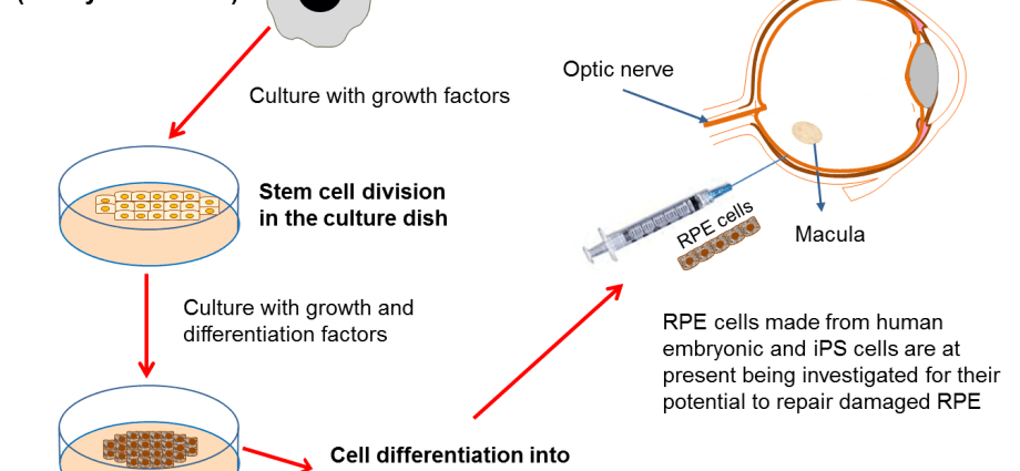 What are stem cells? The whole truth about their operation