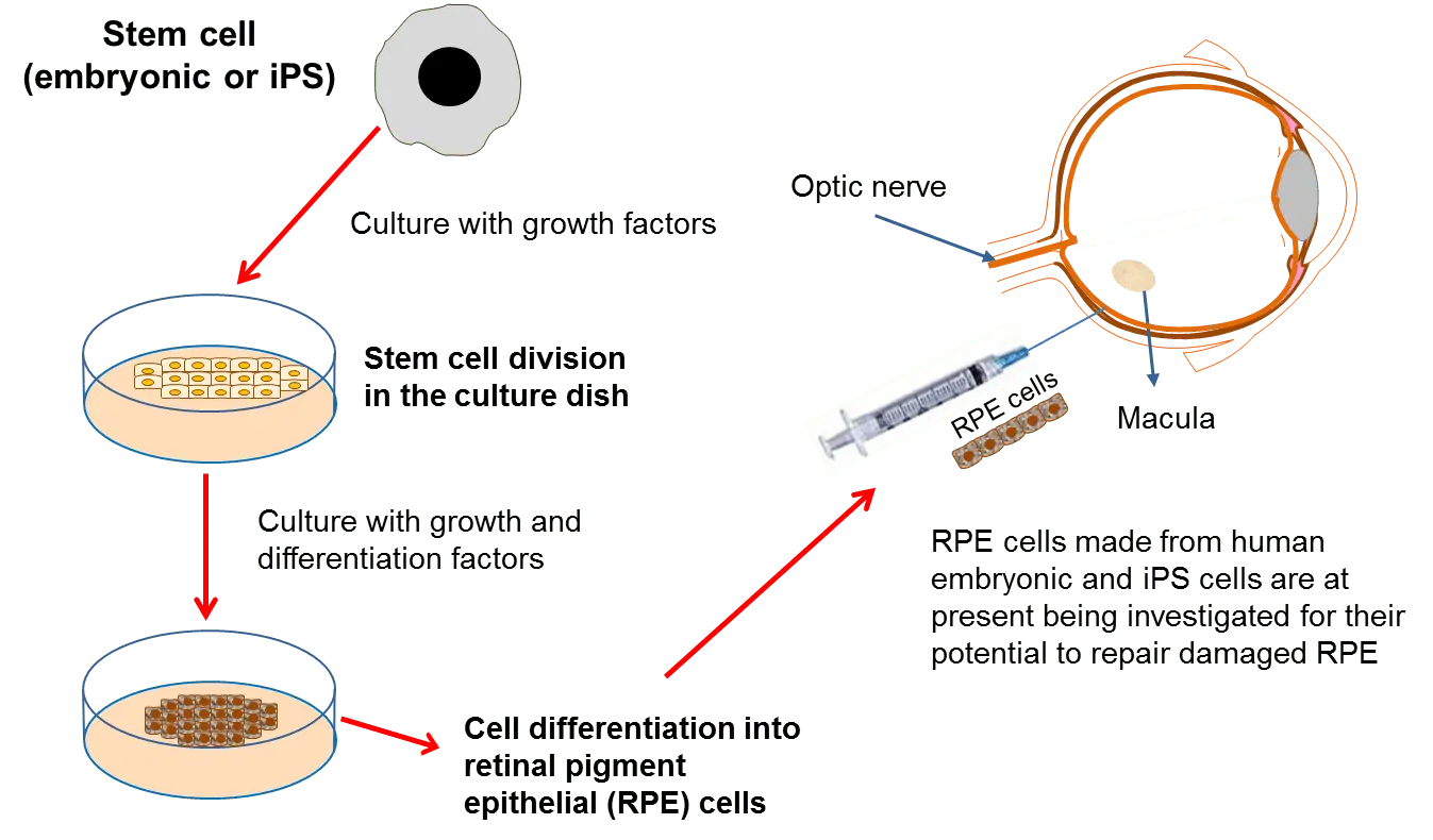 What are stem cells? The whole truth about their operation