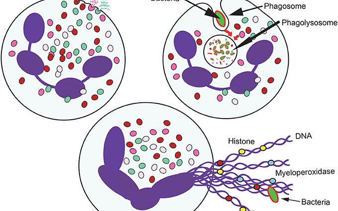 What are sub-normal neutrophils evidence?