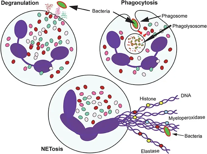 What are sub-normal neutrophils evidence?