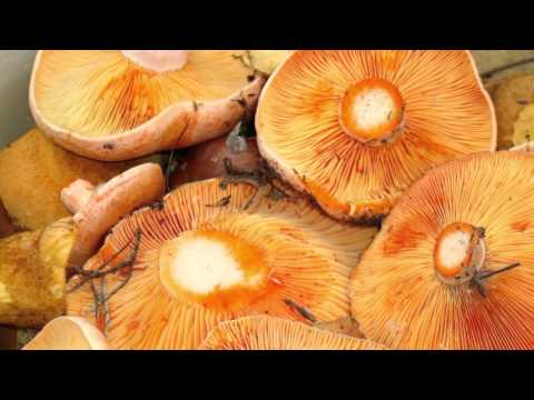 What are the benefits of saffron mushrooms for the human body