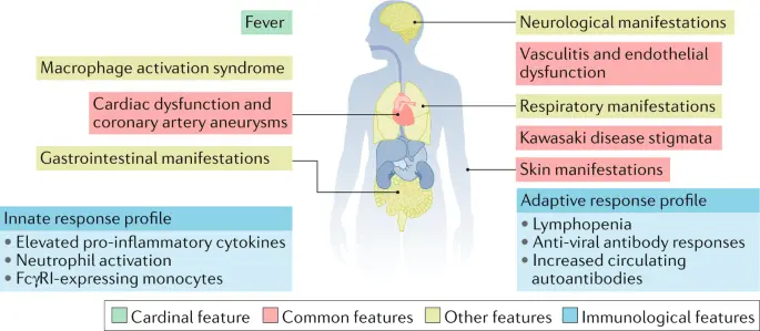 What are the evidence of elevated lymphocytes in a child?