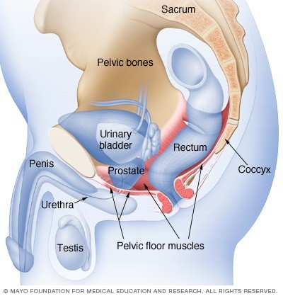 What are the kegel muscles in men?