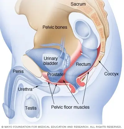 What are the kegel muscles in men?