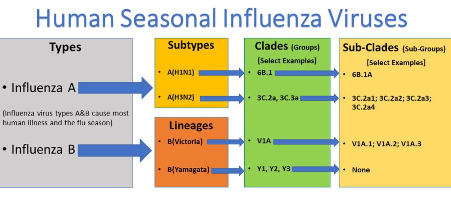 What are the most important types of viruses that cause seasonal flu?