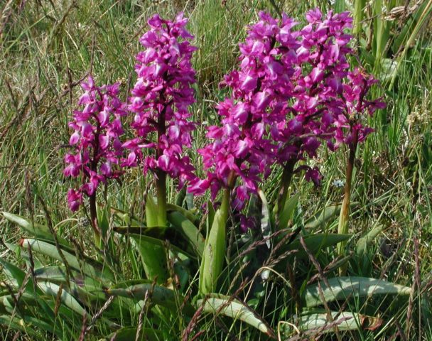 What are the names of flowers that look like irises