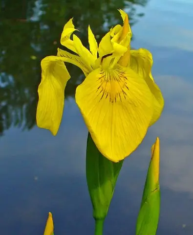 What are the names of flowers that look like irises