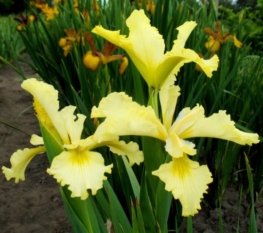 What are the names of flowers that look like irises