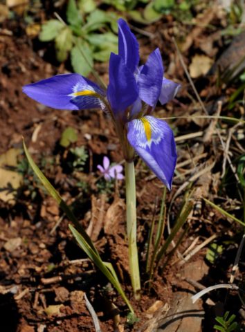 What are the names of flowers that look like irises