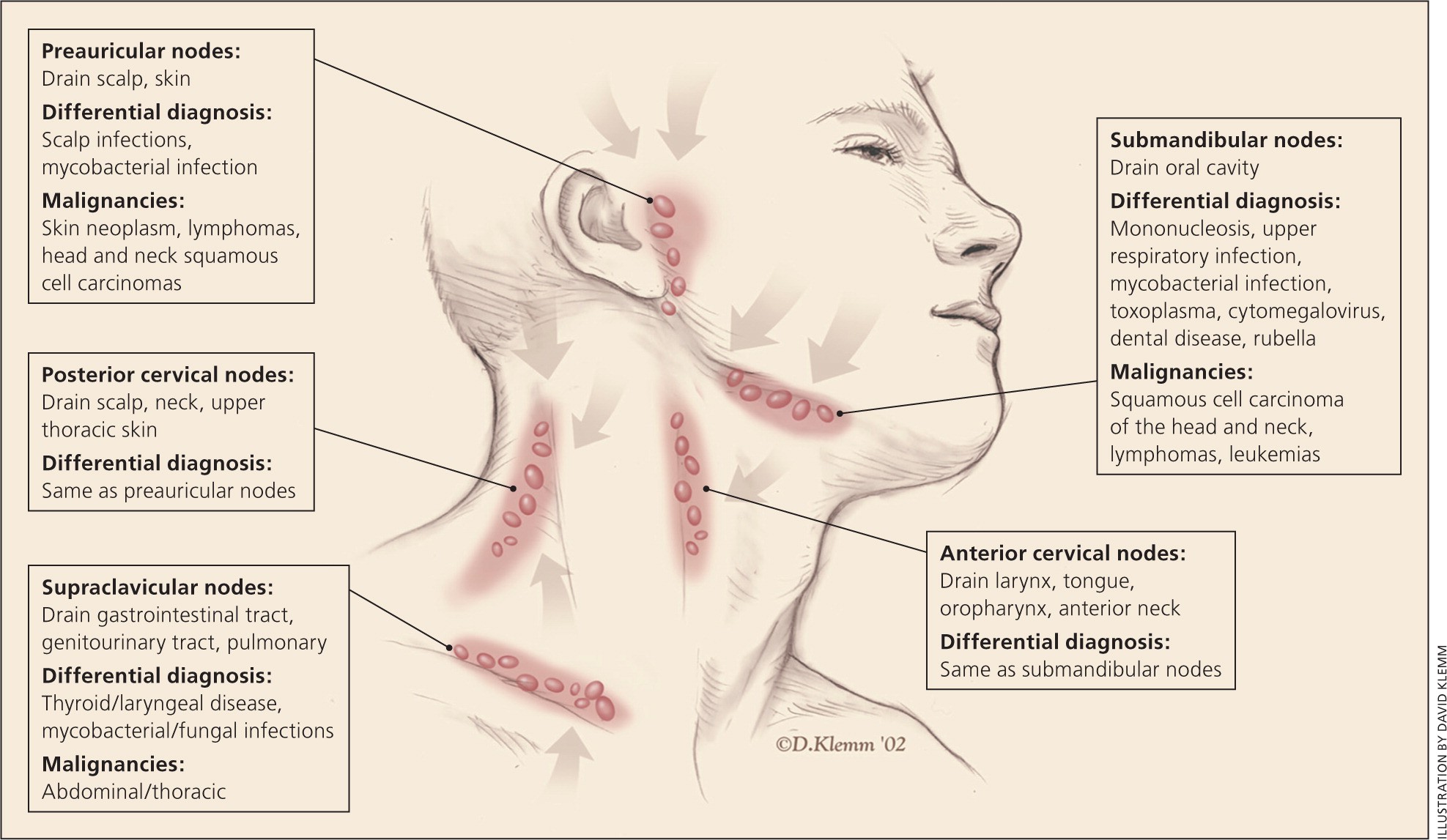 what-are-the-proof-of-enlarged-submandibular-lymph-nodes-healthy