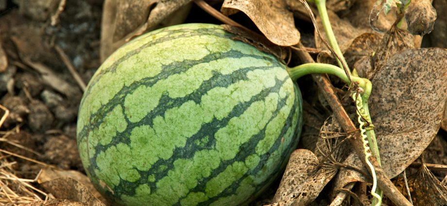 What are watermelons &#8211; berries, fruits or vegetables: definitions of terminology and theory + homeland and area of ​​​​distribution of culture