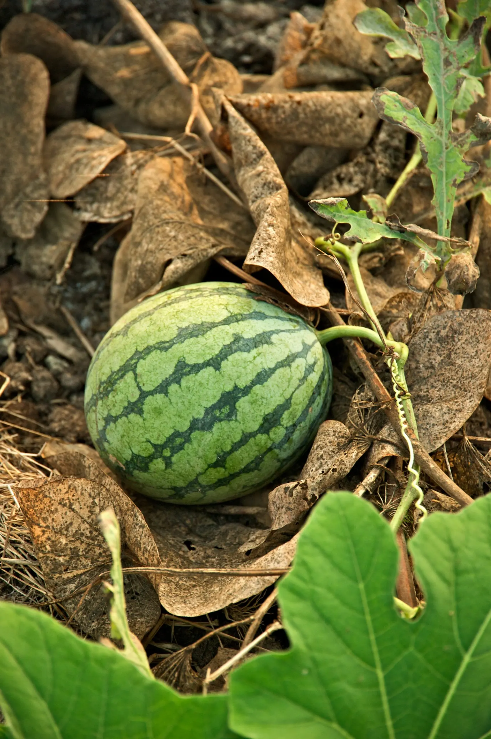 What are watermelons &#8211; berries, fruits or vegetables: definitions of terminology and theory + homeland and area of ​​​​distribution of culture