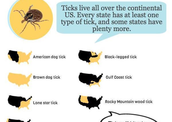 What attracts ticks to us? [INFOGRAPHICS]