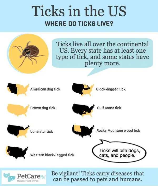 What attracts ticks to us? [INFOGRAPHICS]