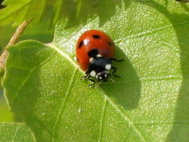 What bird eats the Colorado potato beetle