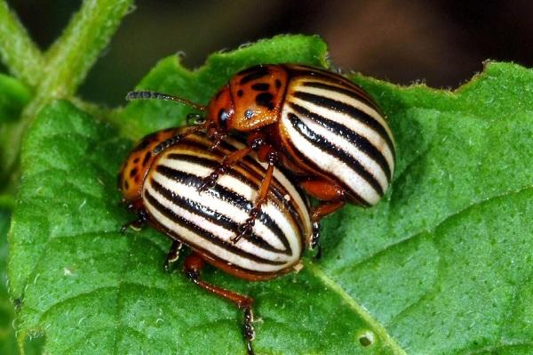 What bird eats the Colorado potato beetle