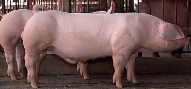 What breed of pigs is the most profitable for growing