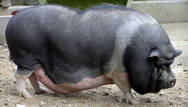 What breed of pigs is the most profitable for growing