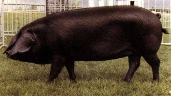 What breed of pigs is the most profitable for growing